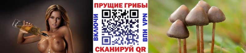 Псилоцибиновые грибы прущие грибы  Саянск 
